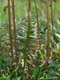 Pedicularis nasuta
