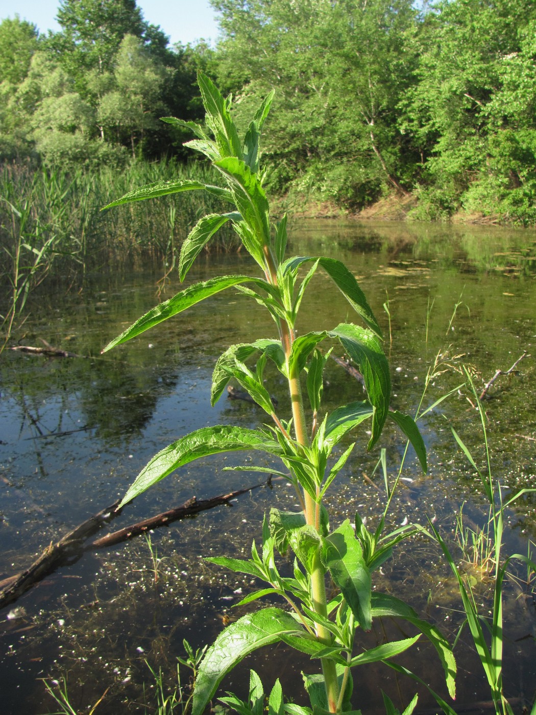 Image of Epilobium hirsutum specimen.