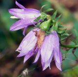род Campanula