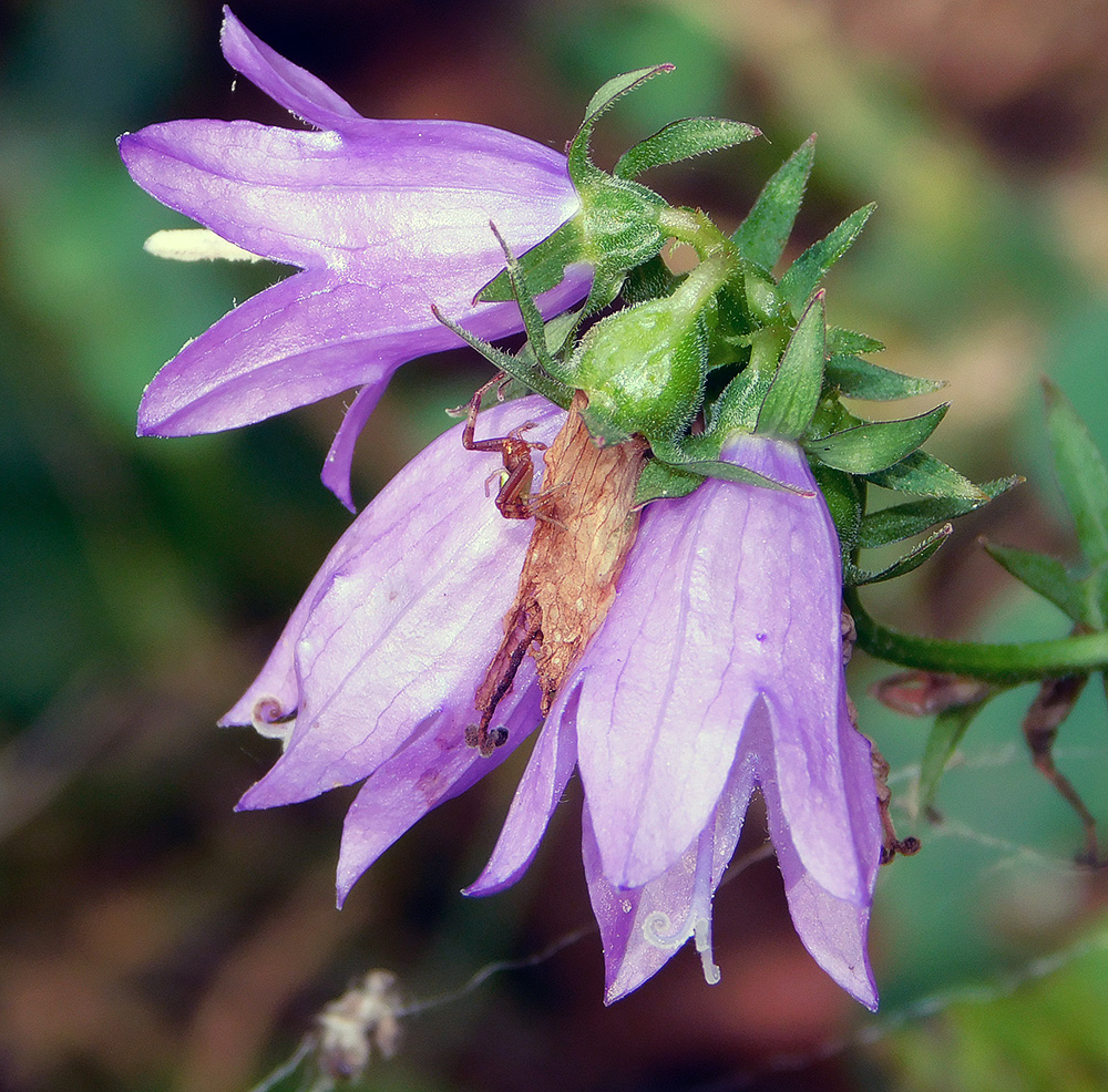 Image of genus Campanula specimen.
