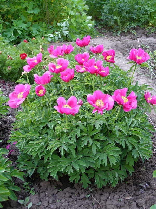 Изображение особи Paeonia officinalis.