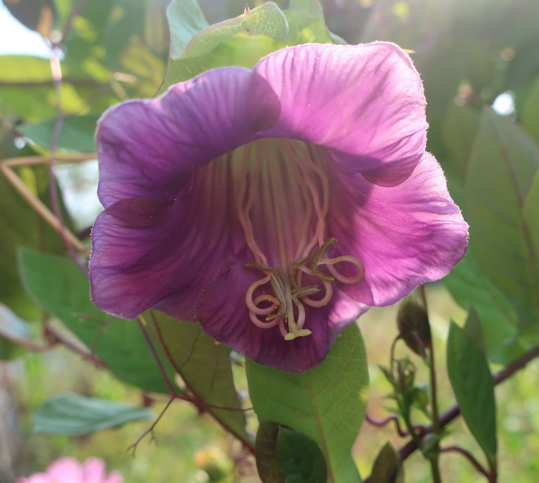Изображение особи Cobaea scandens.