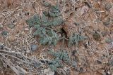 Ferula iliensis