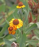 Helenium autumnale