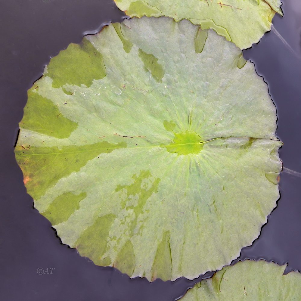 Image of genus Nymphaea specimen.