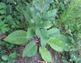 Verbascum nigrum subspecies abietinum