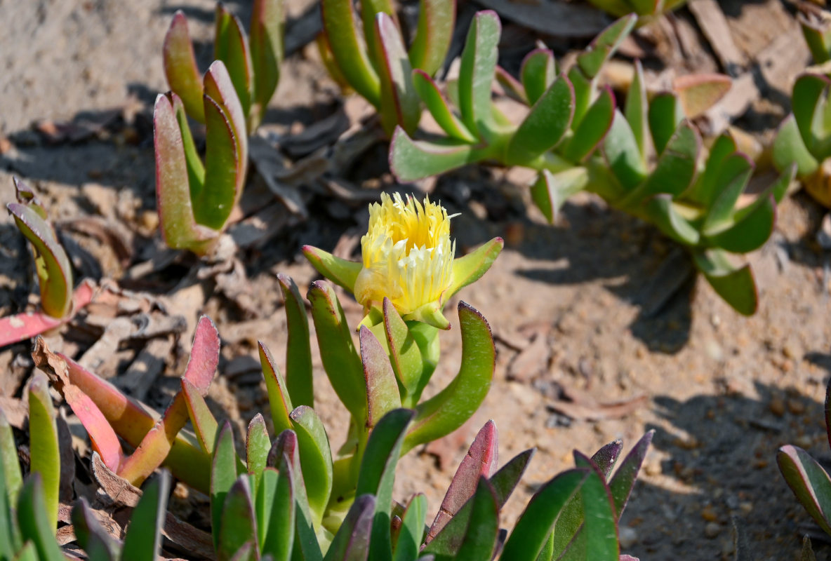Image of Carpobrotus edulis specimen.