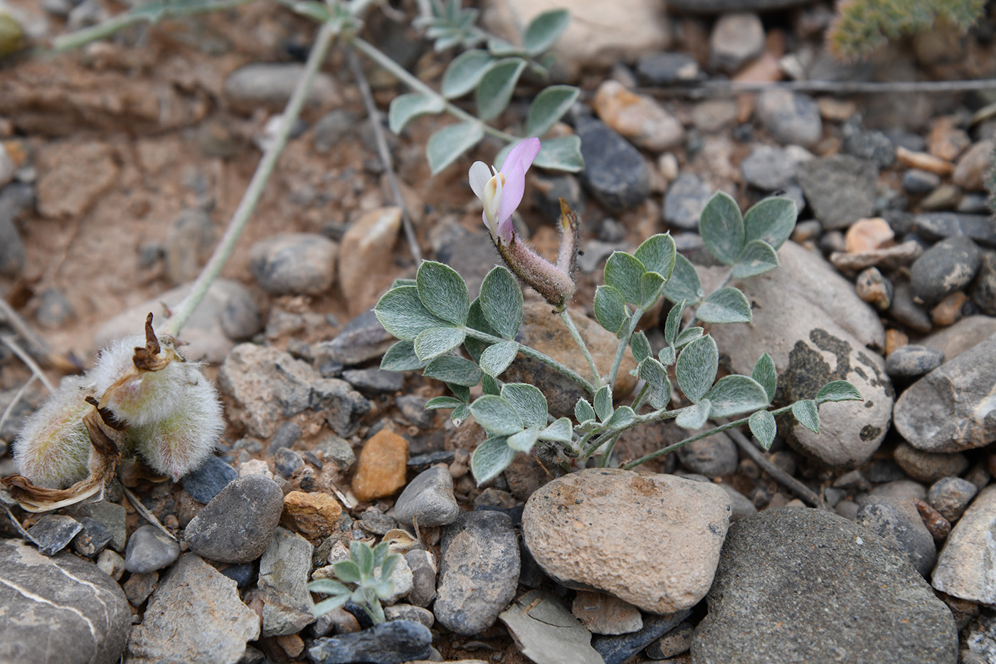 Image of Astragalus ferganensis specimen.