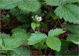 Fragaria vesca