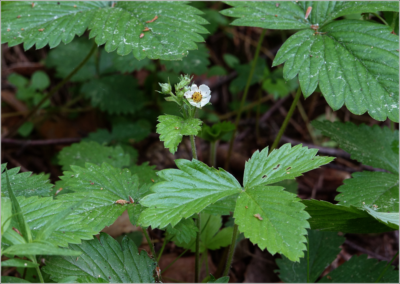 Image of Fragaria vesca specimen.