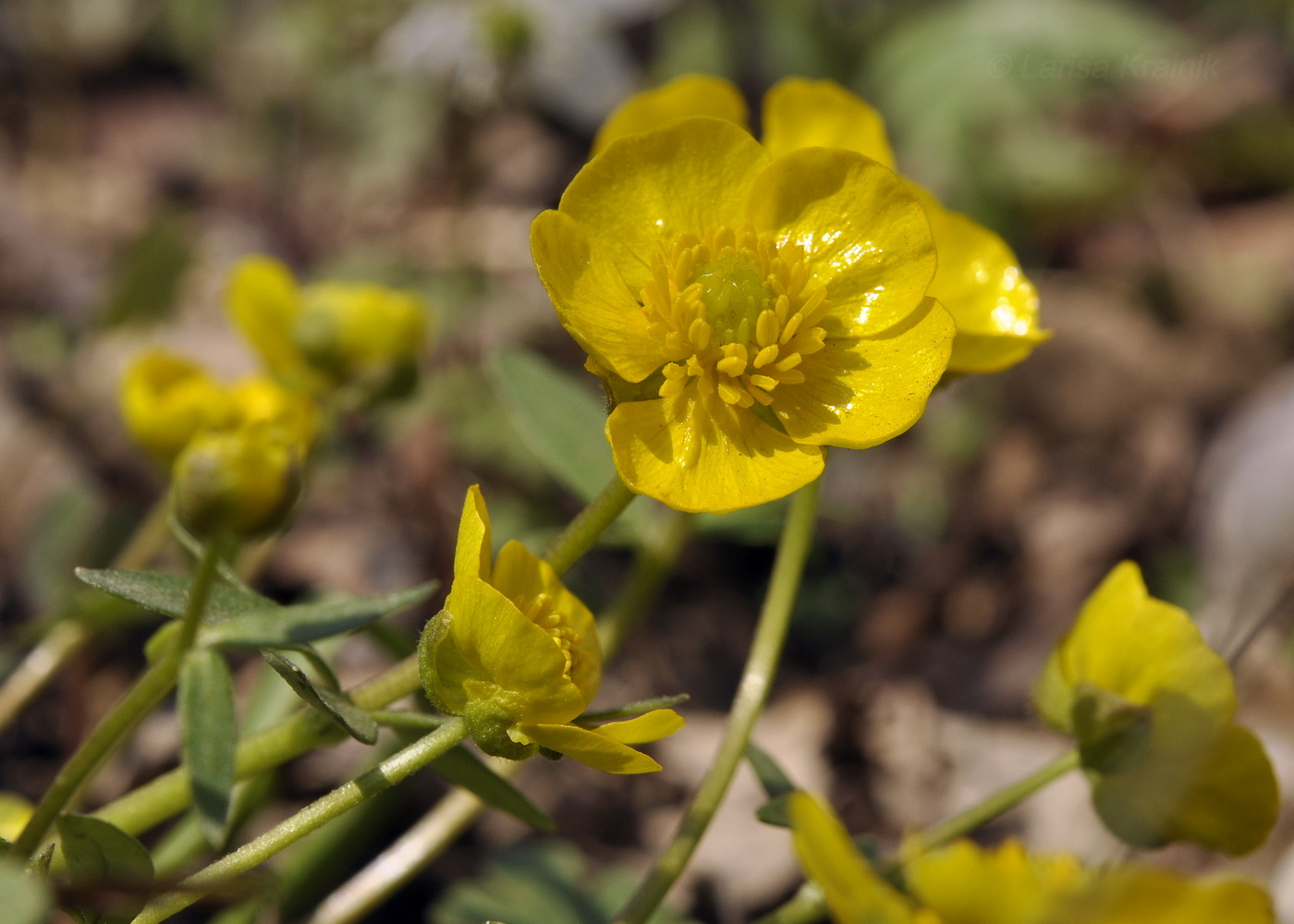 Image of Ranunculus franchetii specimen.