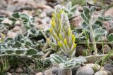Astragalus kahiricus