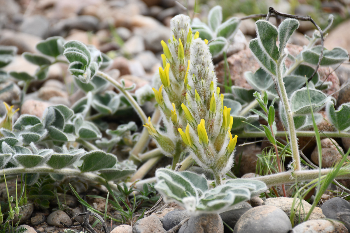 Изображение особи Astragalus kahiricus.