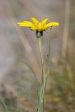 род Tragopogon. Верхушка растения с соцветием. Кабардино-Балкария, Эльбрусский р-н, долина р. Ирик, склон речной террасы. 20.08.2023.