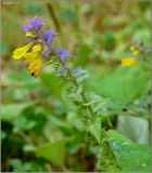 Melampyrum nemorosum. Верхушка цветущего растения. Тверская область, Ржевский р-н, р. Волга, окр. переката Рождественский. 2 августа 2010 г.