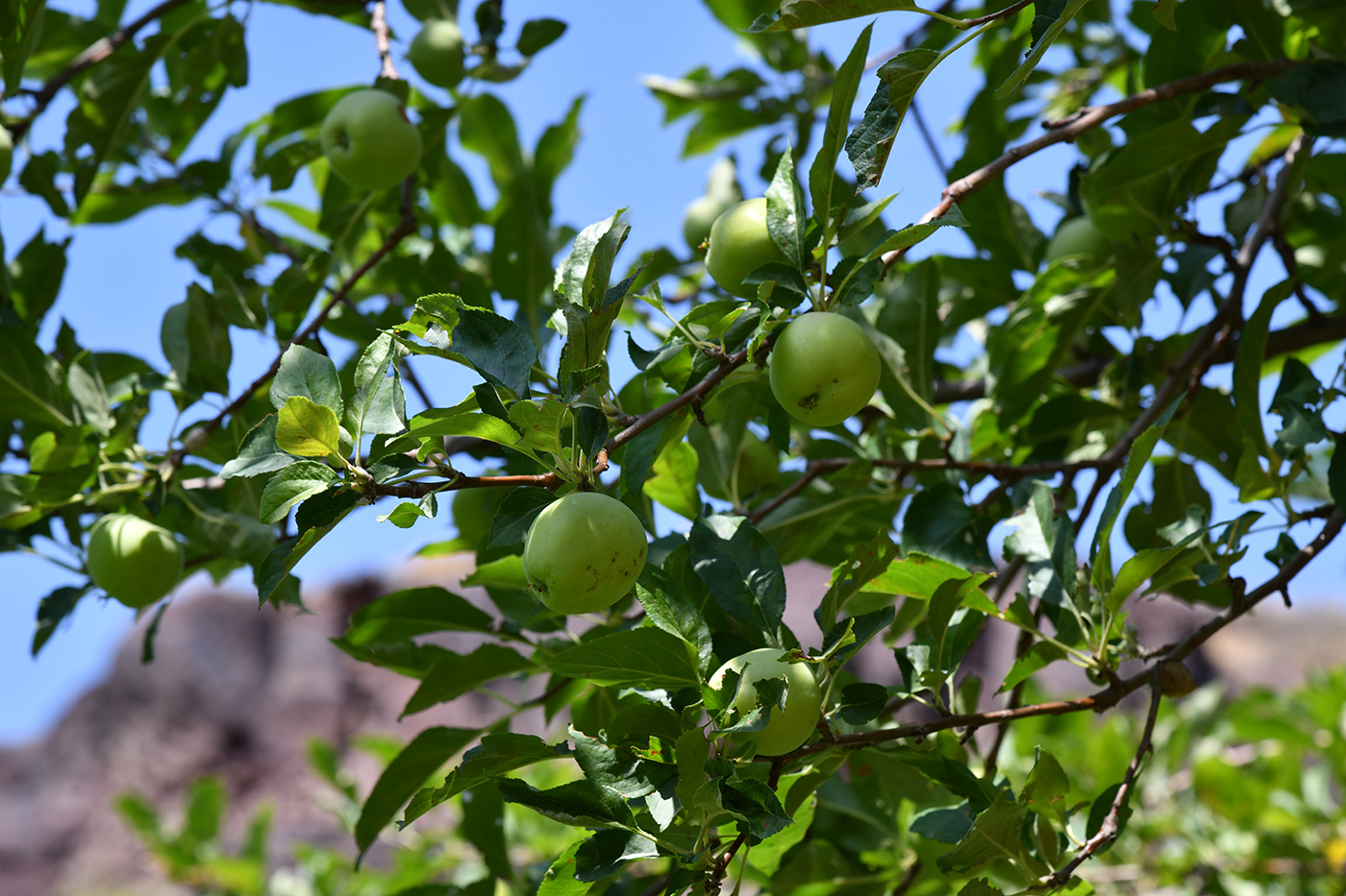 Изображение особи Malus sieversii.