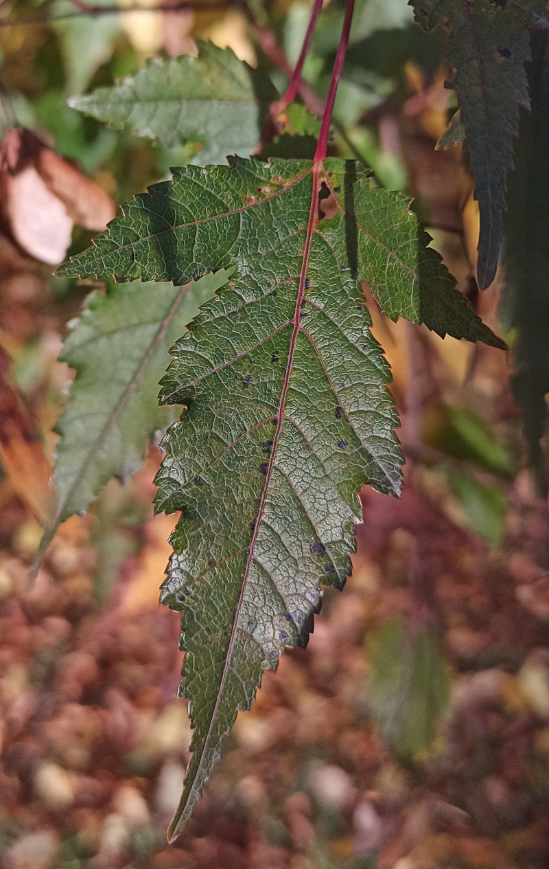 Image of Acer ginnala specimen.