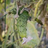 Cucumis sativus