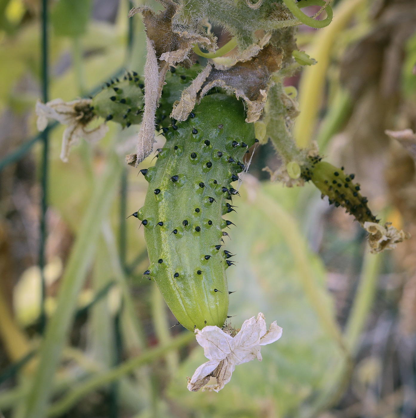 Изображение особи Cucumis sativus.