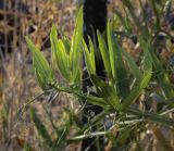 Lathyrus sylvestris. Верхушка вегетирующего побега. Татарстан, Агрызский р-н, с. Красный Бор, огород, сорное. 01.10.2023.