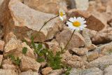 Anthemis iberica