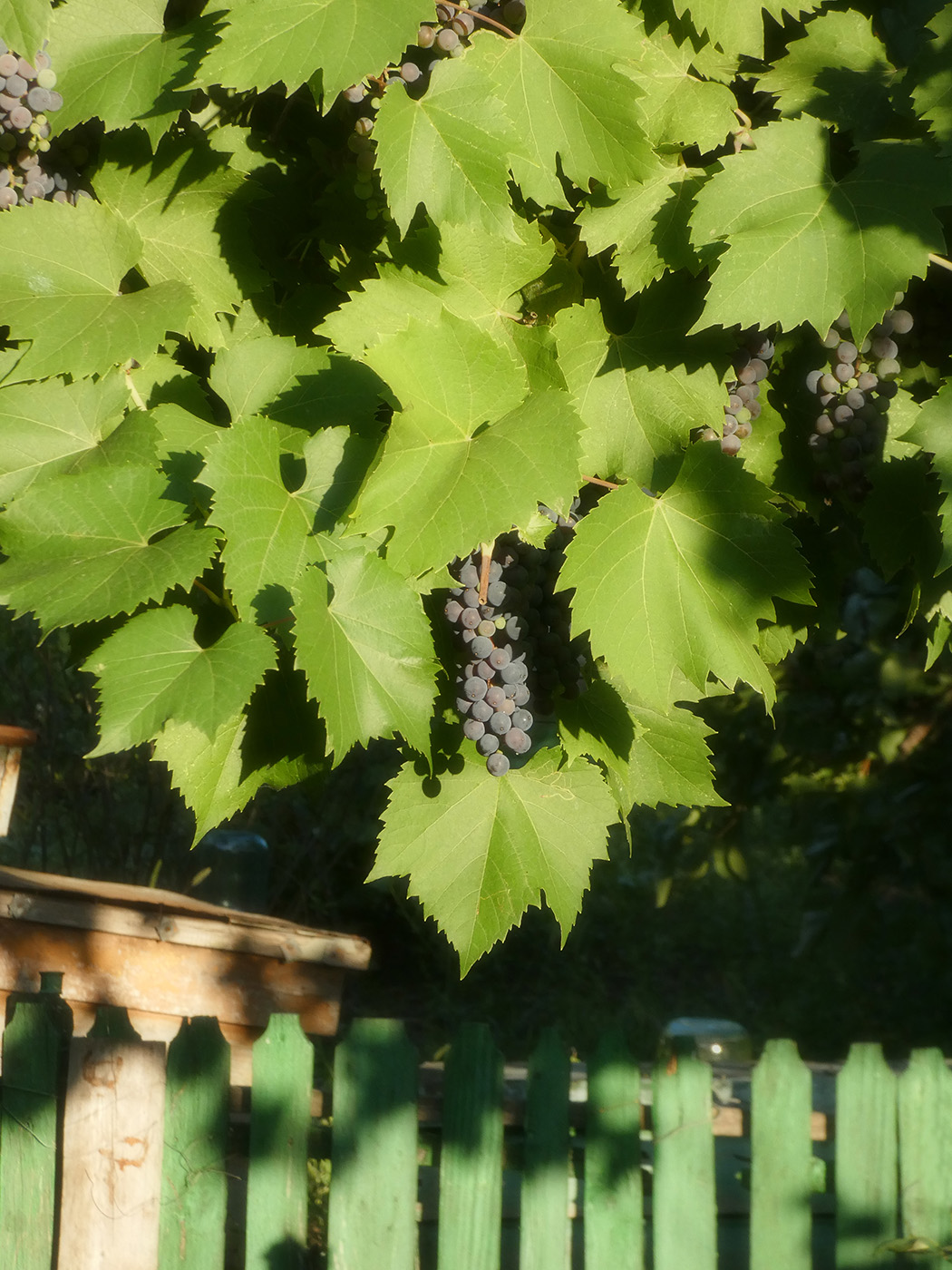 Image of Vitis &times; bacoi specimen.