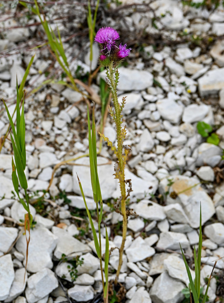 Image of genus Carduus specimen.