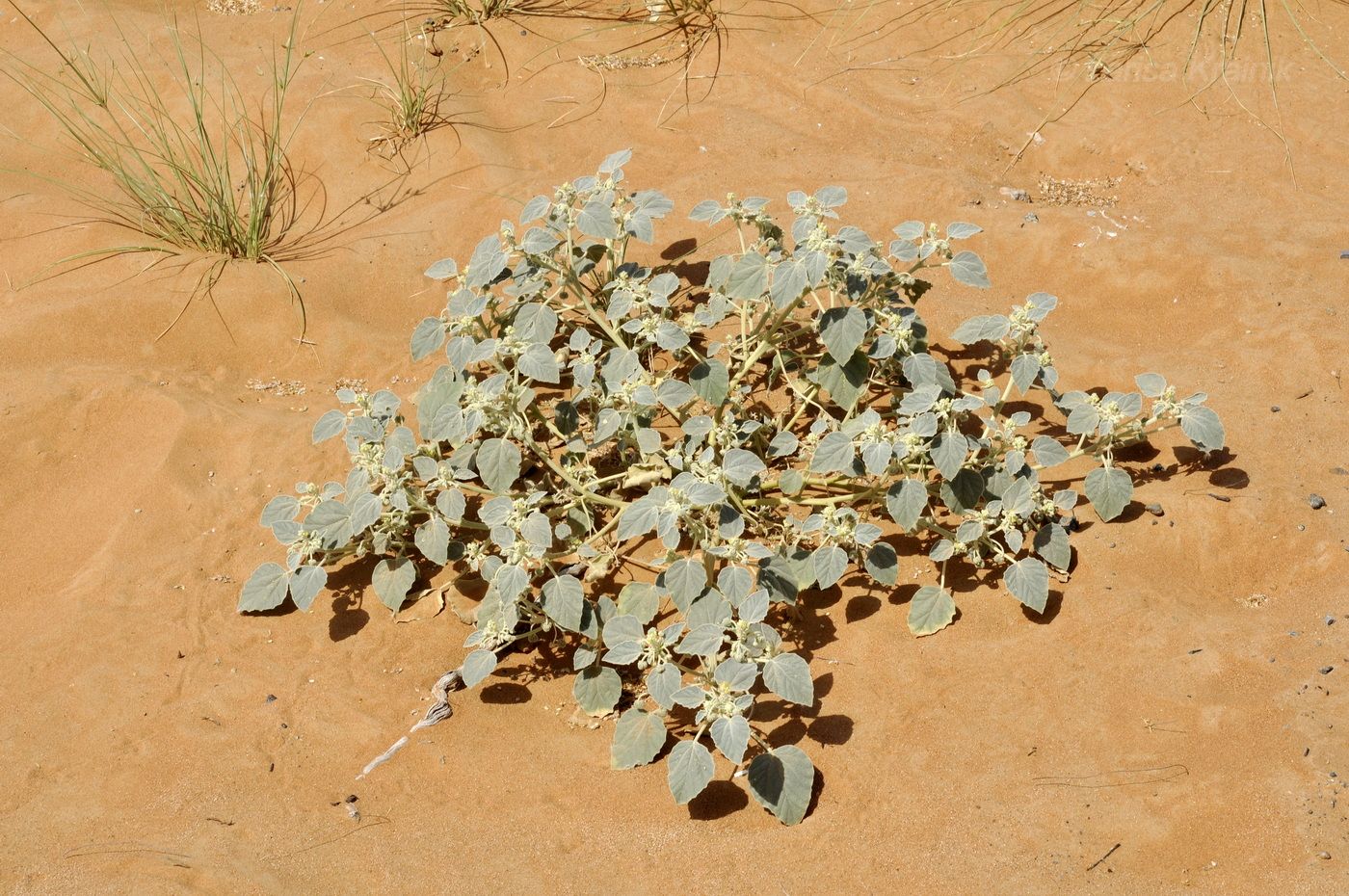 Image of genus Chrozophora specimen.