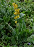 Ligularia alpigena