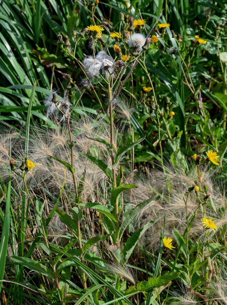 Изображение особи Sonchus arvensis.