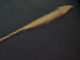Image of taxon representative. Author is Ольга Шумкова