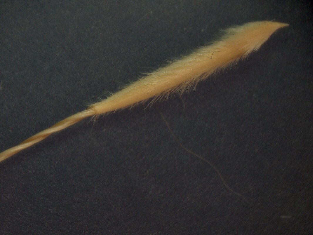 Image of Stipa brauneri specimen.