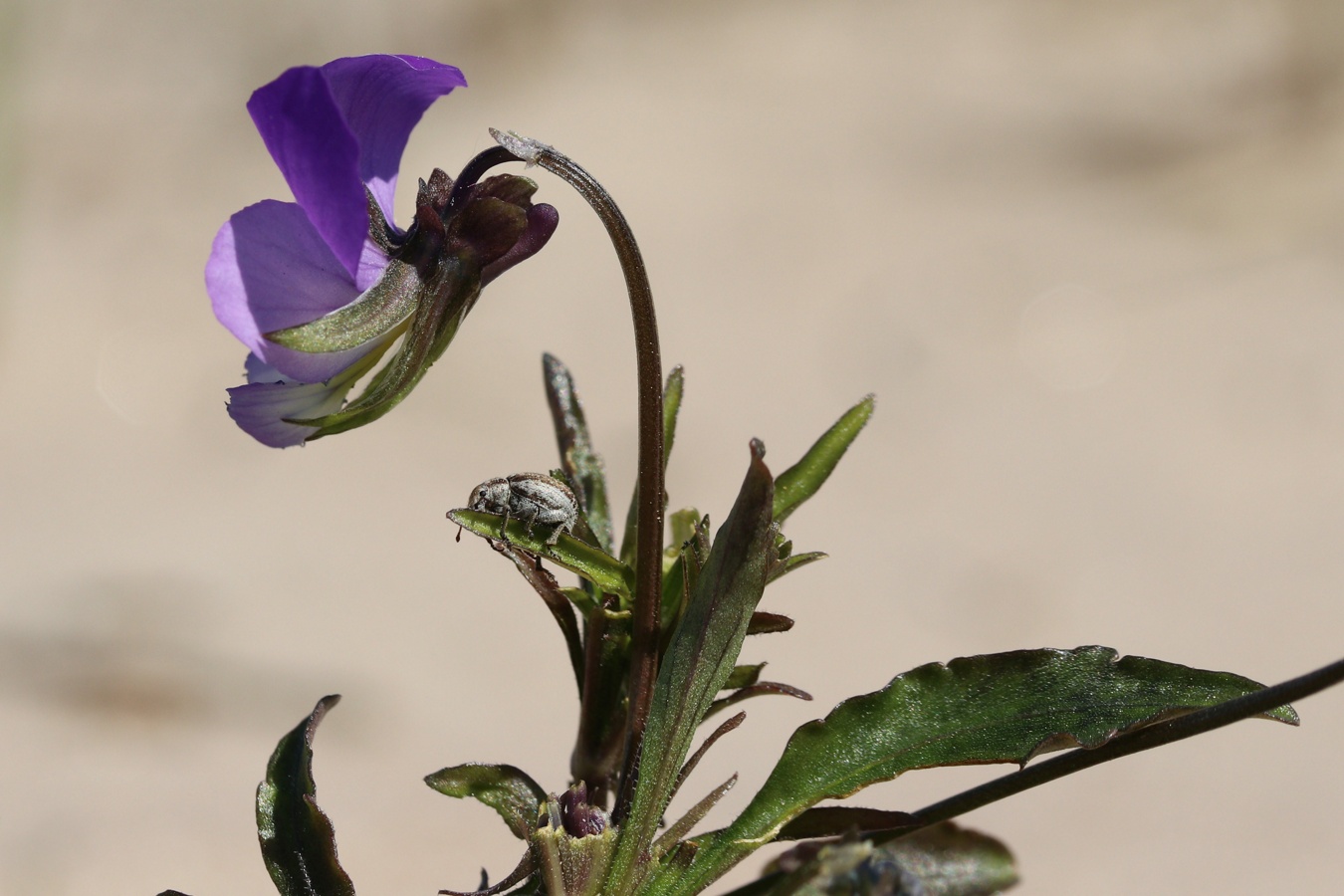 Image of Viola maritima specimen.