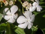 Viburnum opulus. Стерильные (крупные) и фертильные (мелкие) цветки. Московская обл., Дмитровский р-н, берег канала им. Москвы, под большой елью рядом с велосипедной дорожкой. 14.06.2023.