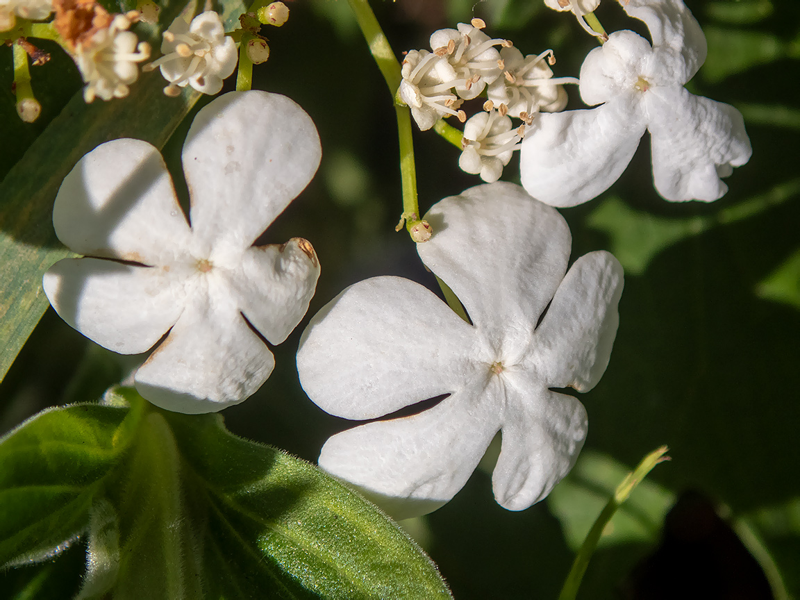 Изображение особи Viburnum opulus.