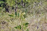 семейство Fabaceae. Верхушка побега с развивающимися соцветиями. Вьетнам, провинция Кханьхоа, г. Нячанг, гора Co Tien (Angel Mountain), склон с травяно-кустарниковой растительностью. 08.09.2023.