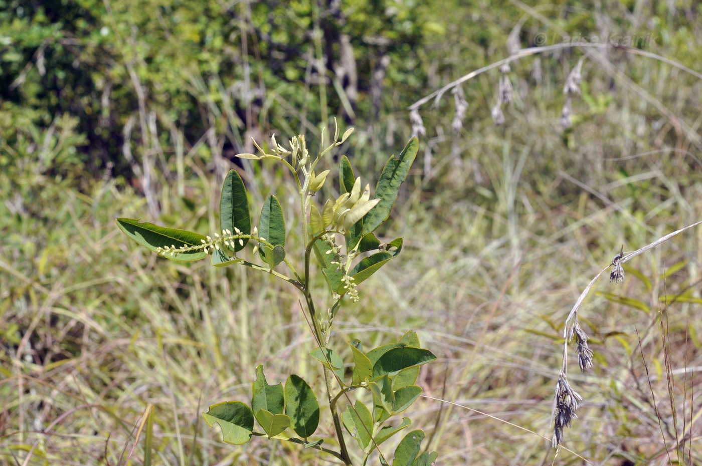 Image of familia Fabaceae specimen.