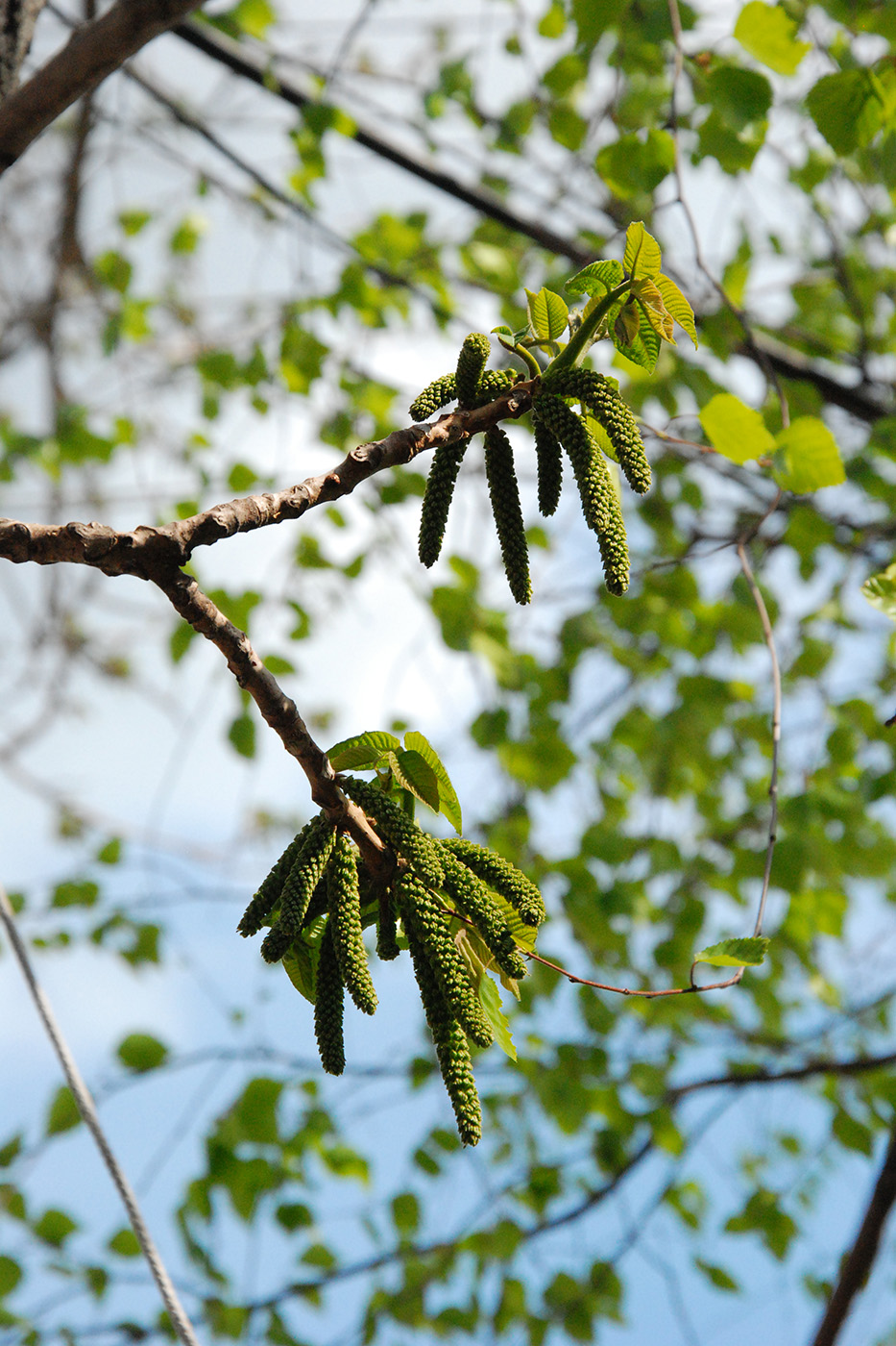 Изображение особи Juglans mandshurica.