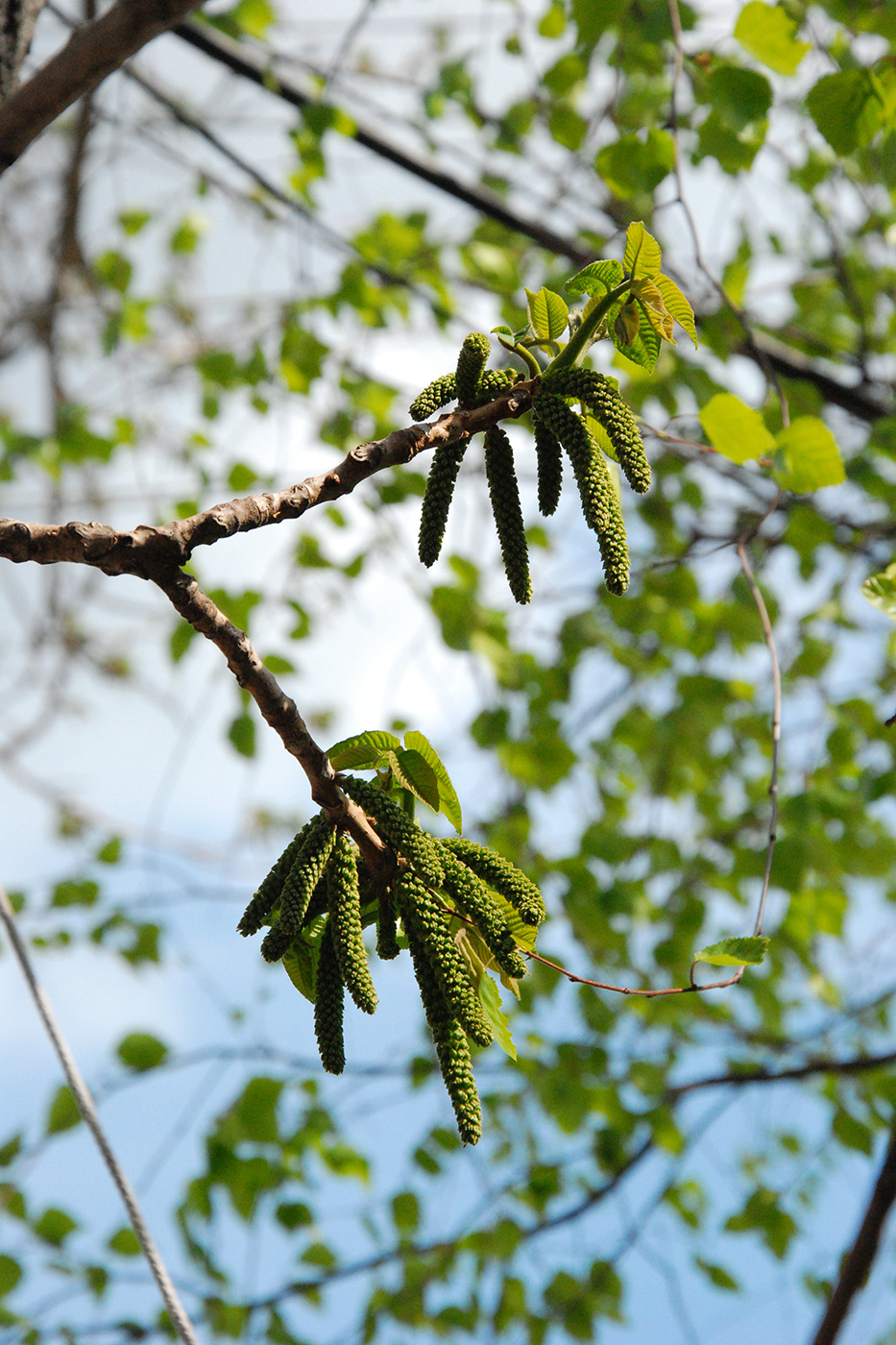 Image of Juglans mandshurica specimen.