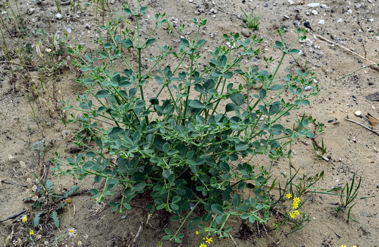 Image of Zygophyllum fabago specimen.
