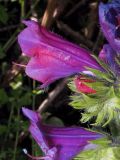 Echium plantagineum