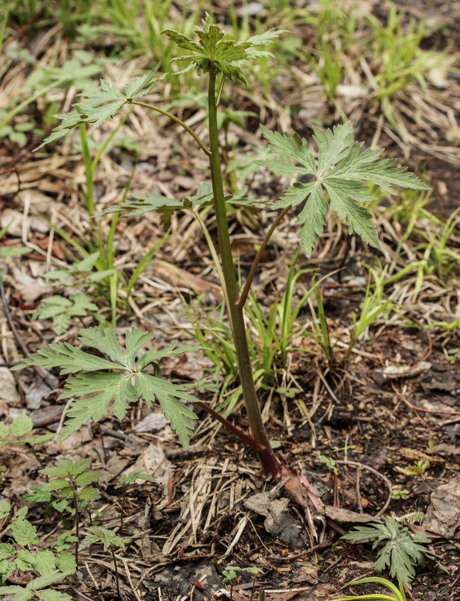 Изображение особи Aconitum consanguineum.