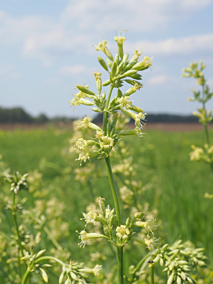 Image of Silene sibirica specimen.