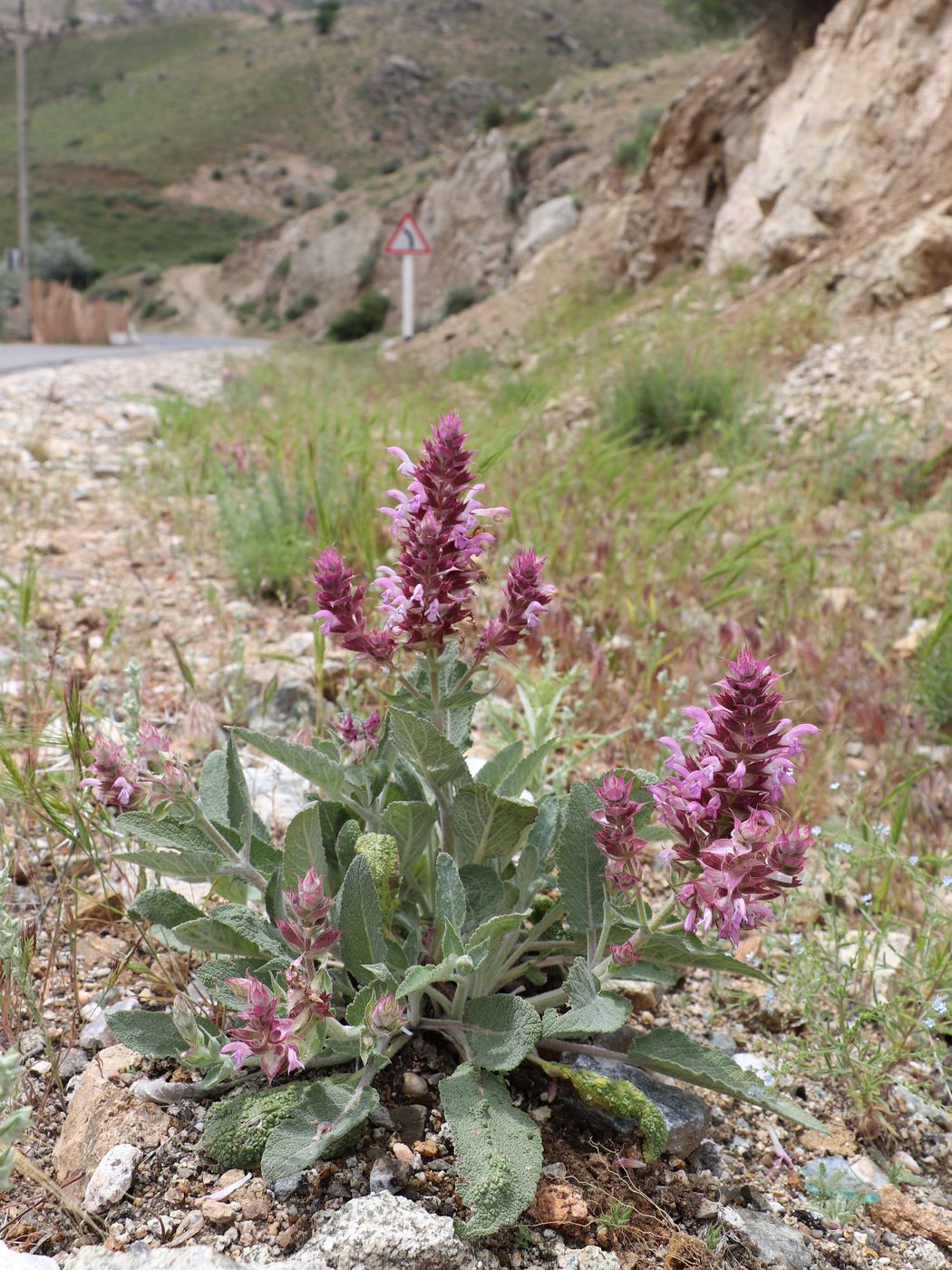 Изображение особи Salvia sarawschanica.