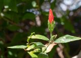 Malvaviscus penduliflorus