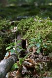 Chimaphila umbellata