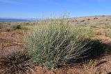 Sisymbrium subspinescens