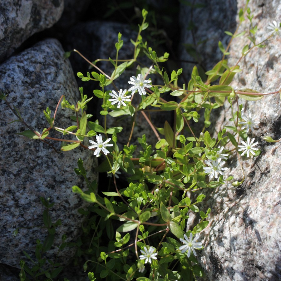 Изображение особи Stellaria crassifolia.