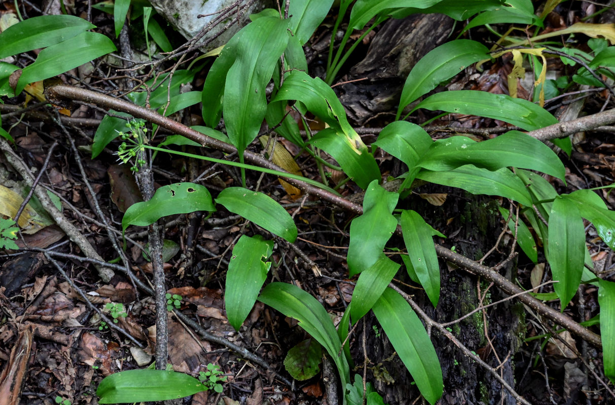 Image of Allium ursinum specimen.