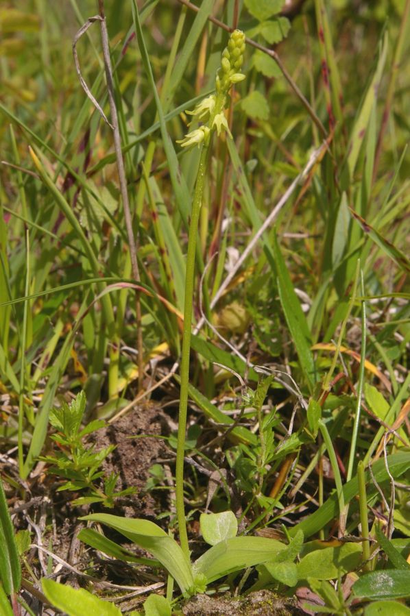 Image of Herminium monorchis specimen.